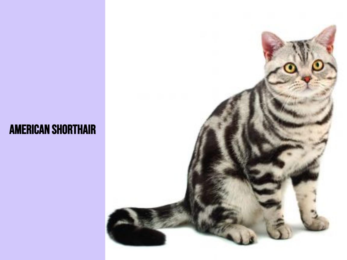 American Shorthair