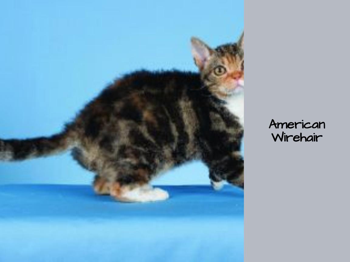 American Wirehair