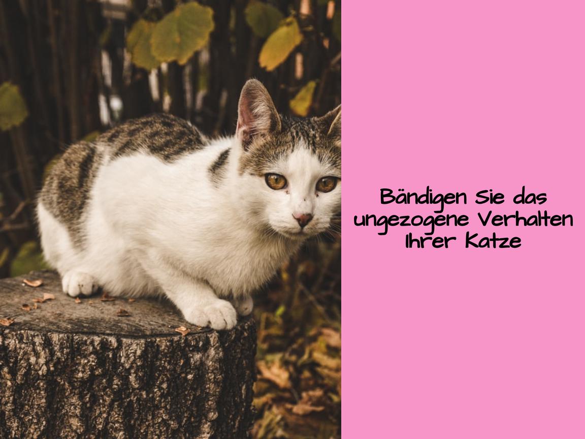 Bändigen Sie das ungezogene Verhalten Ihrer Katze