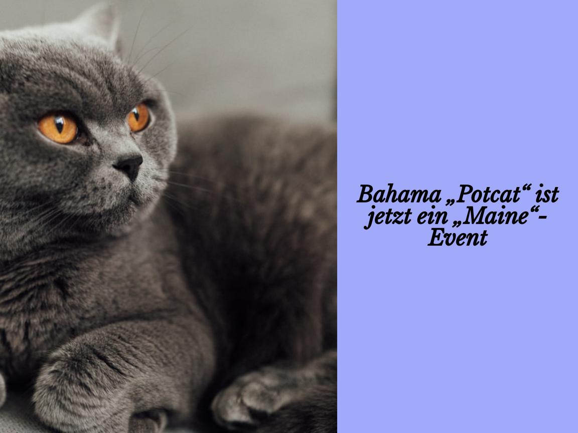 Bahama „Potcat“ ist jetzt ein „Maine“-Event