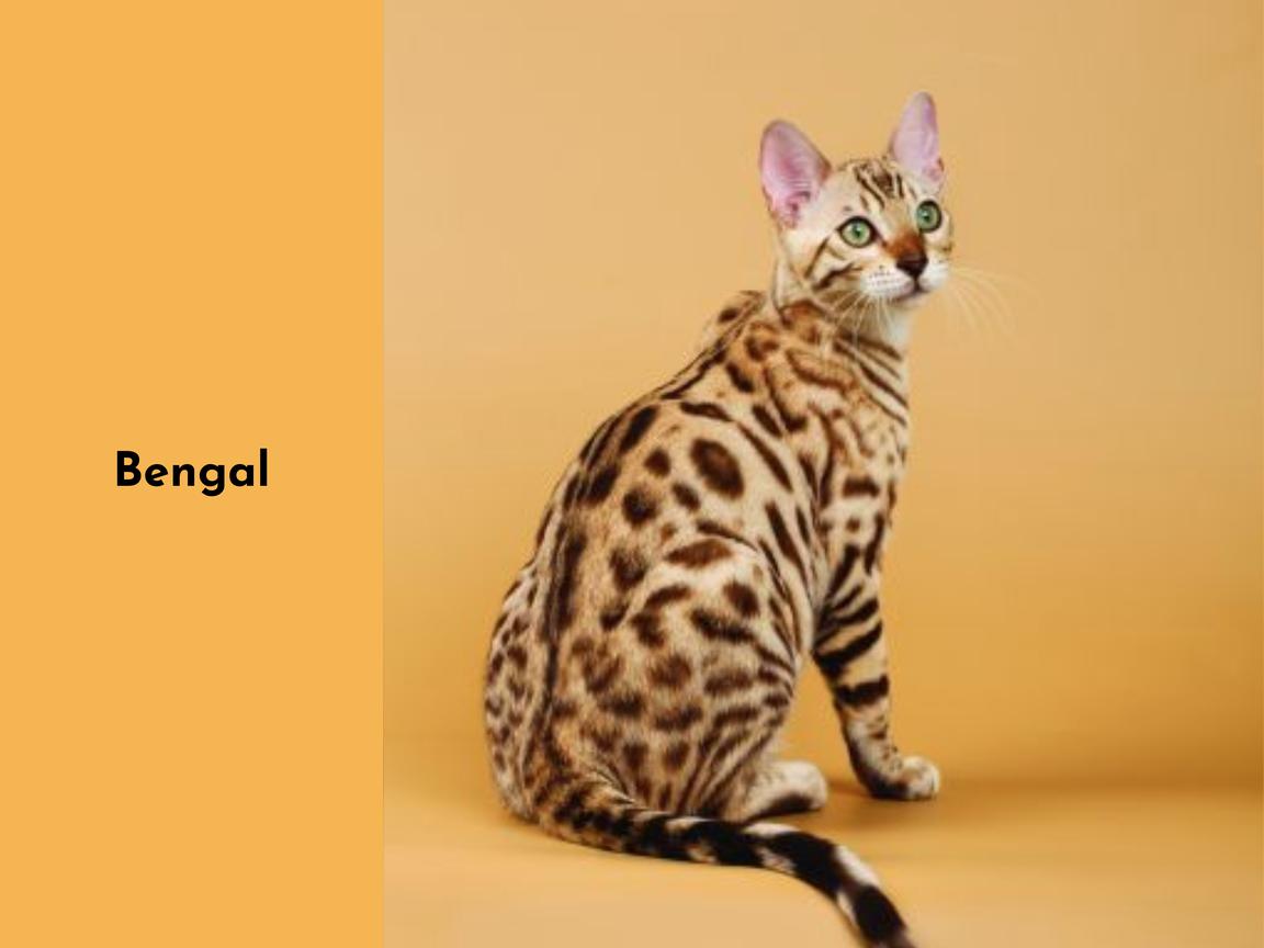 Bengal