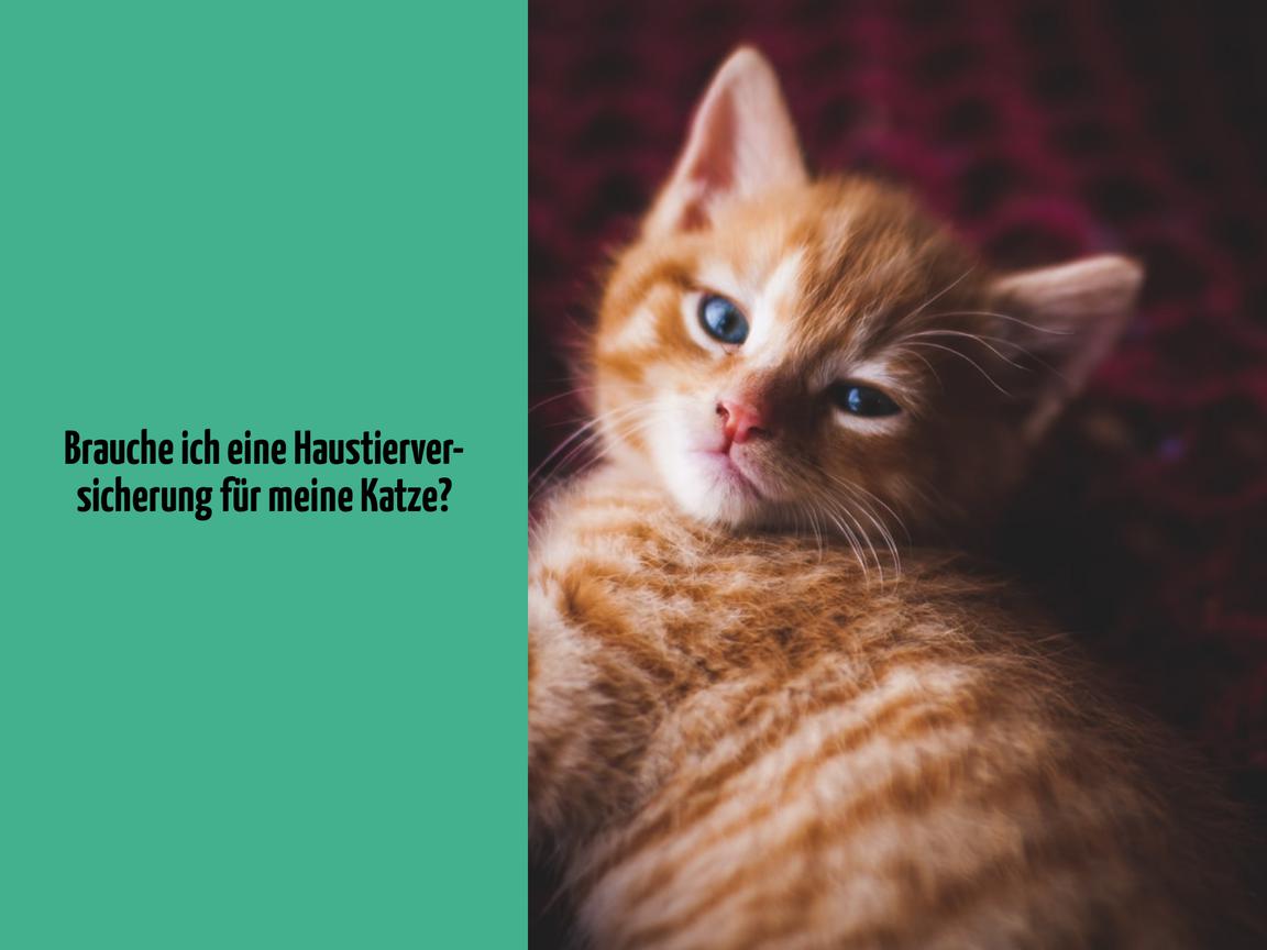 Brauche ich eine Haustierversicherung für meine Katze?