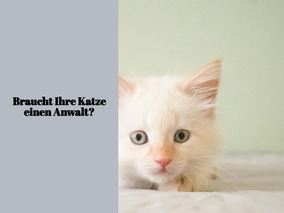 Braucht Ihre Katze einen Anwalt?