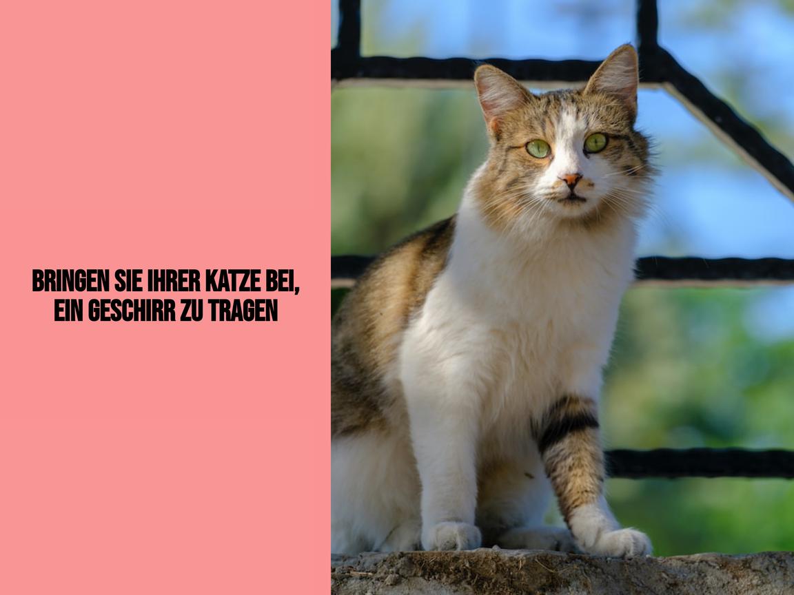 Bringen Sie Ihrer Katze bei, ein Geschirr zu tragen