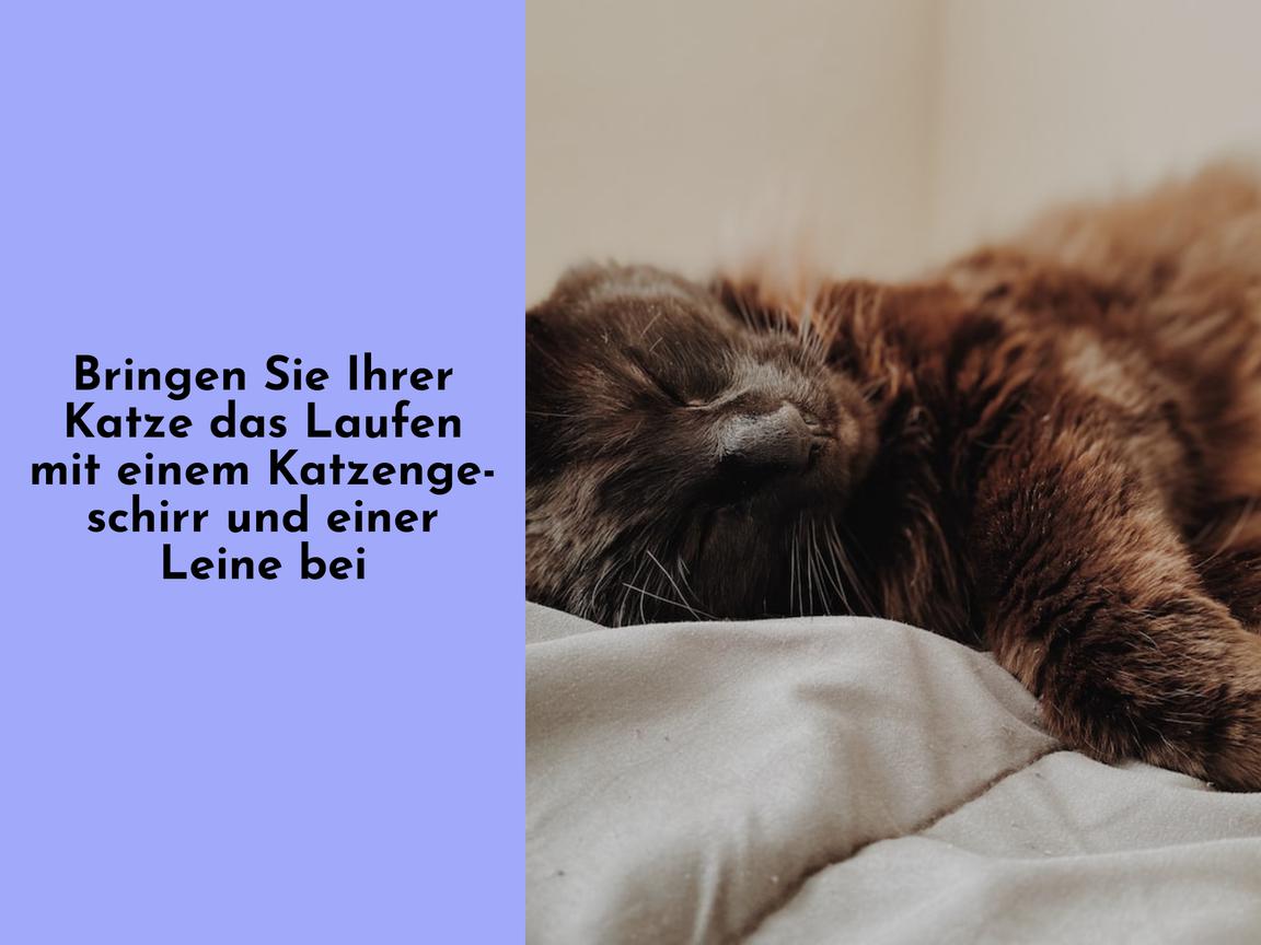 Bringen Sie Ihrer Katze das Laufen mit einem Katzengeschirr und einer Leine bei