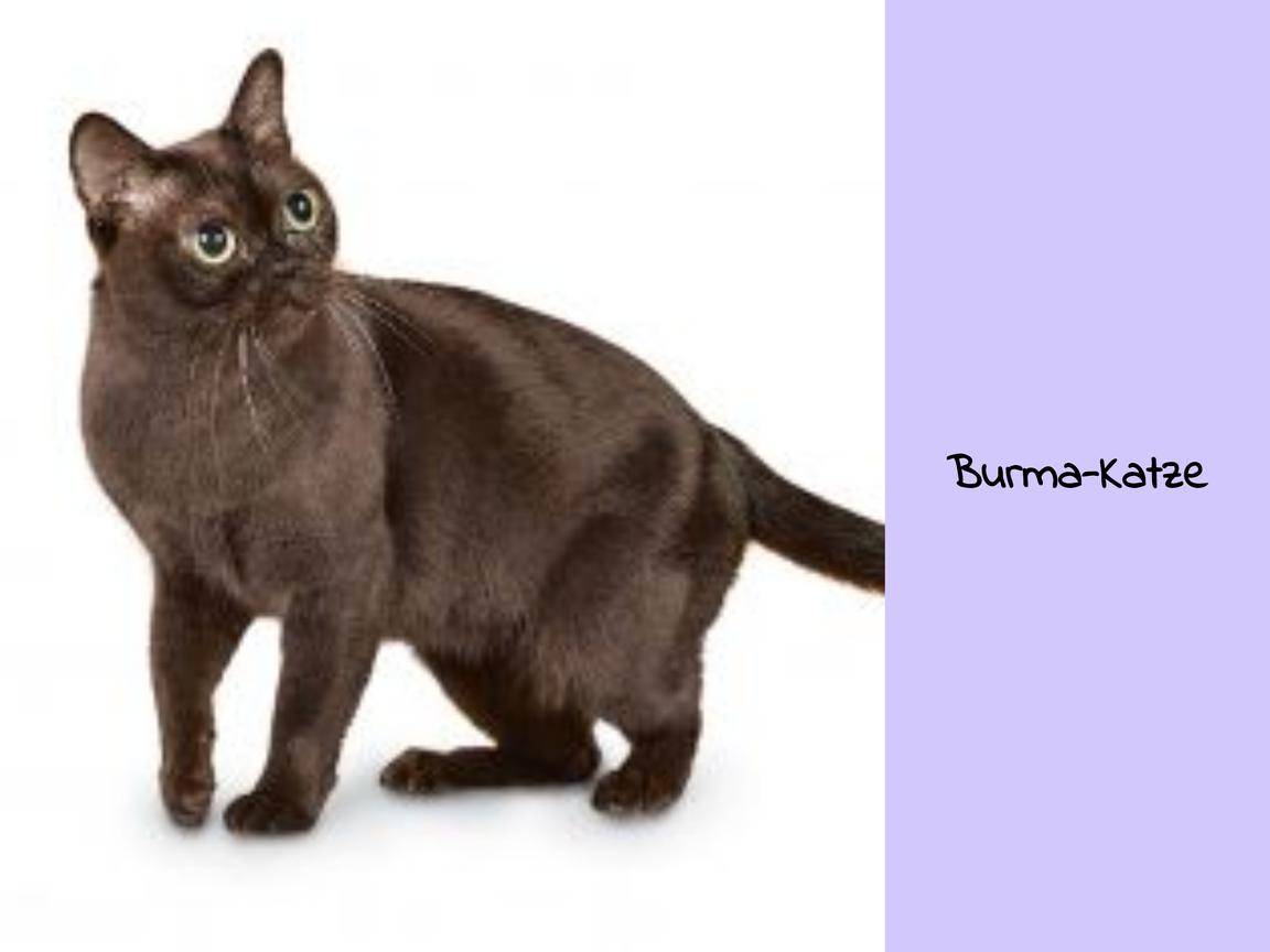 Burma-Katze