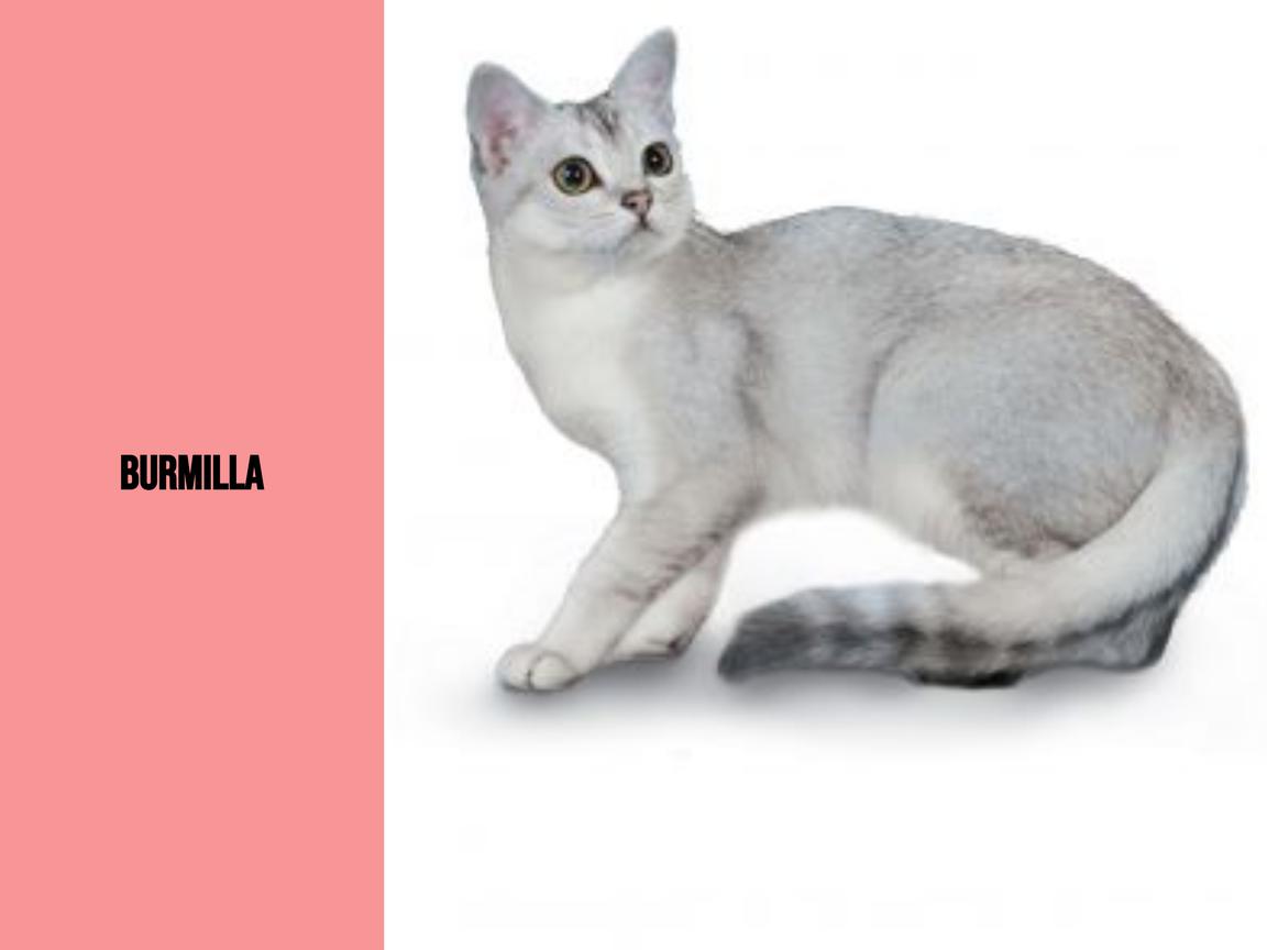 Burmilla