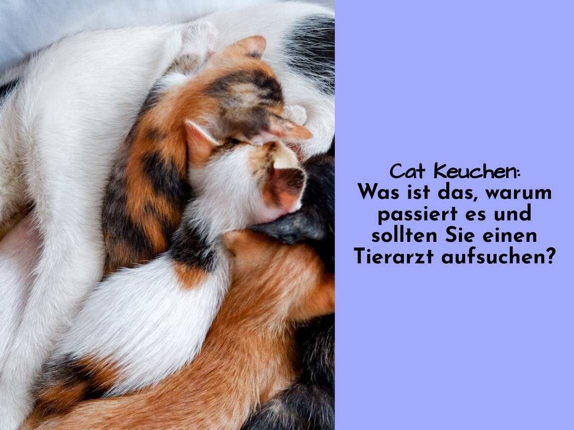 Cat Keuchen: Was ist das, warum passiert es und sollten Sie einen Tierarzt aufsuchen?