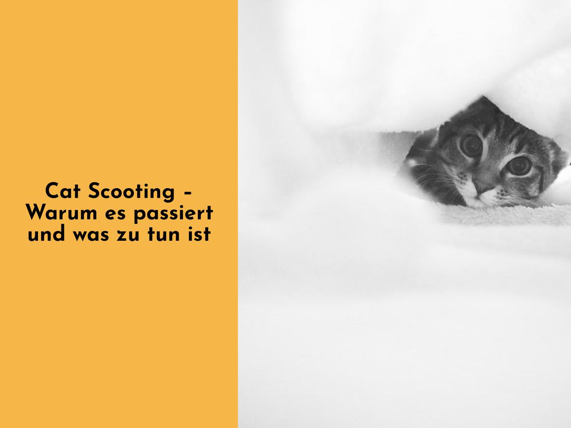 Cat Scooting – Warum es passiert und was zu tun ist