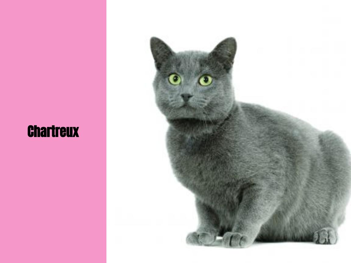 Chartreux