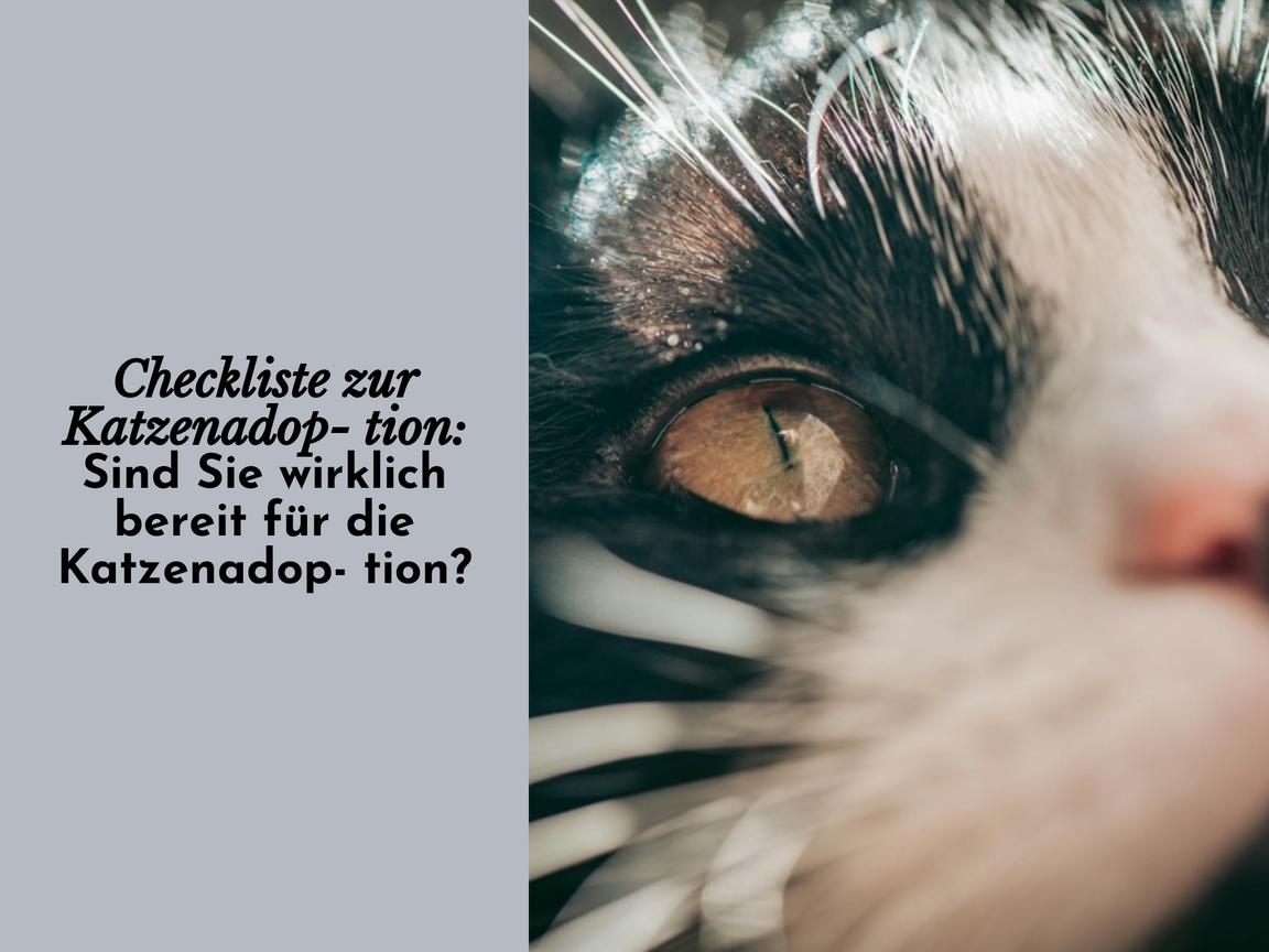 Checkliste zur Katzenadoption: Sind Sie wirklich bereit für die Katzenadoption?