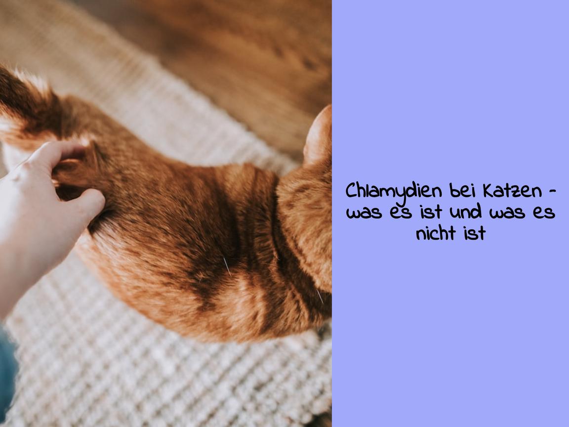 Chlamydien bei Katzen – was es ist und was es nicht ist