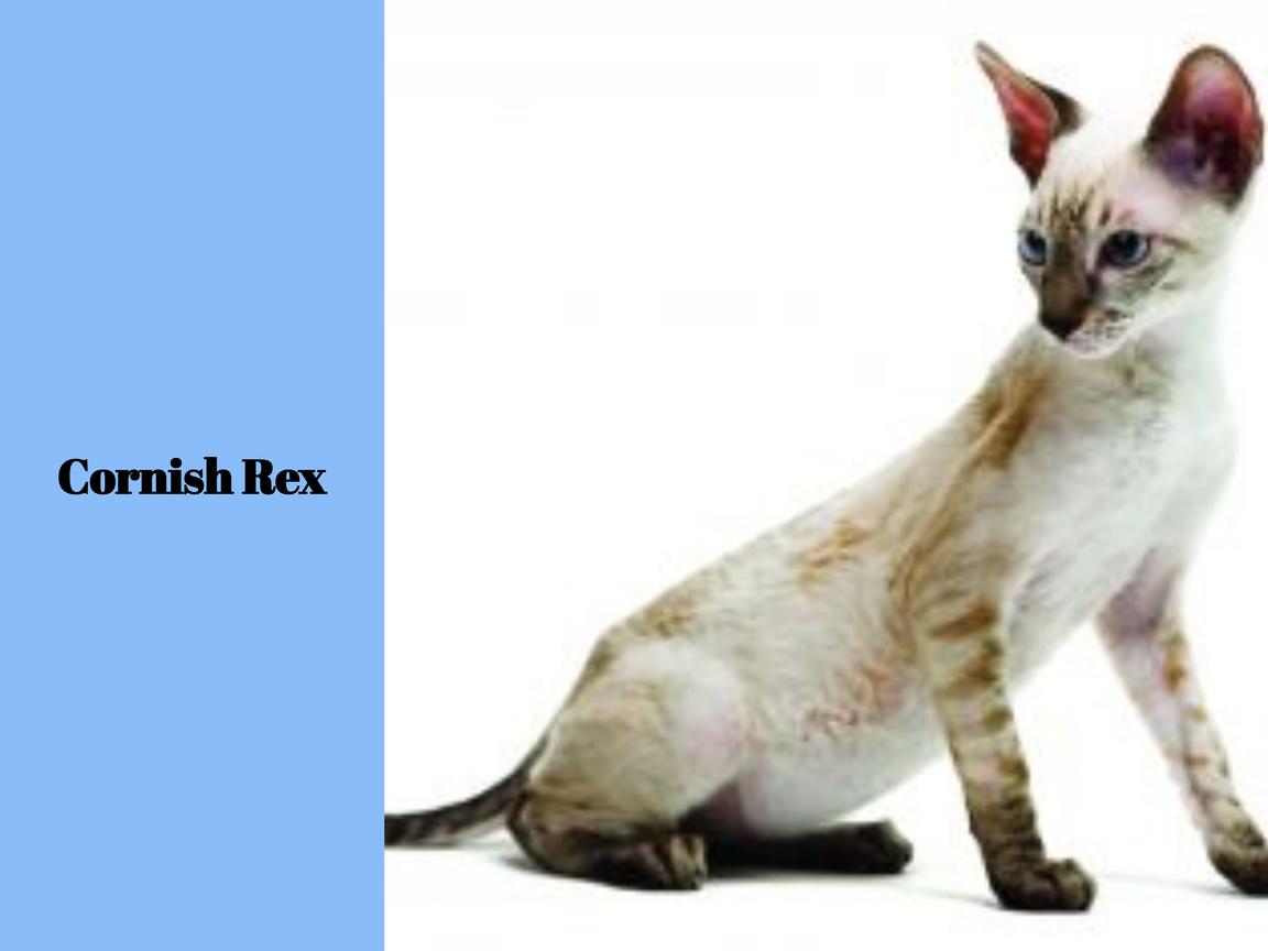 Cornish Rex