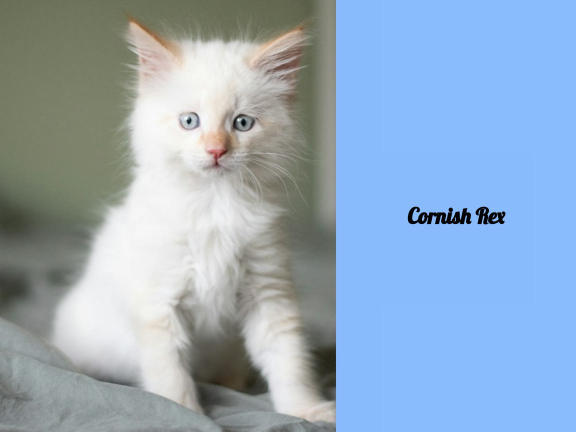 Cornish Rex