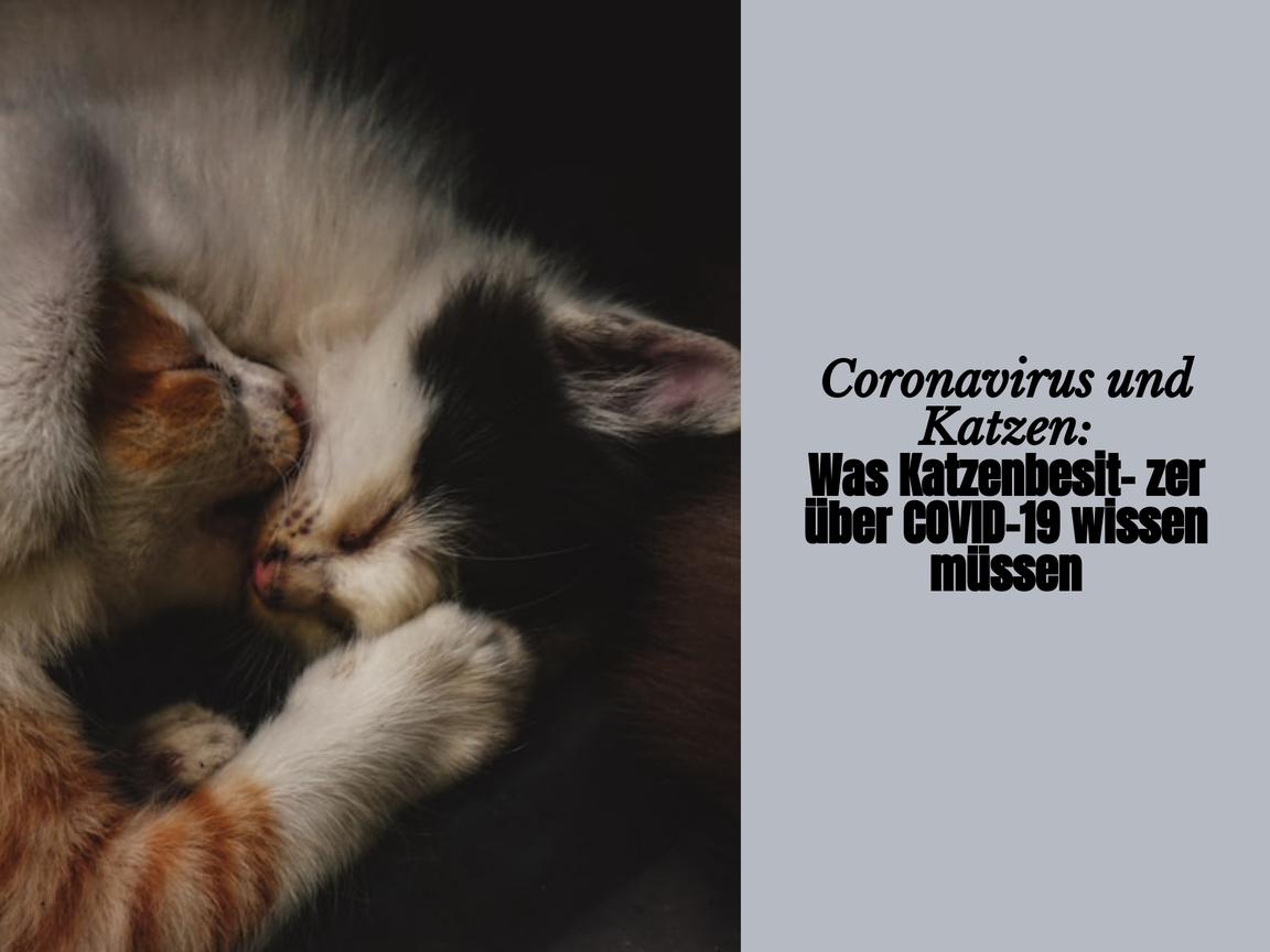 Coronavirus und Katzen: Was Katzenbesitzer über COVID-19 wissen müssen