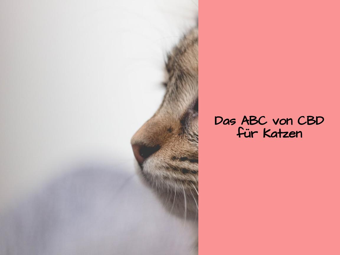 Das ABC von CBD für Katzen