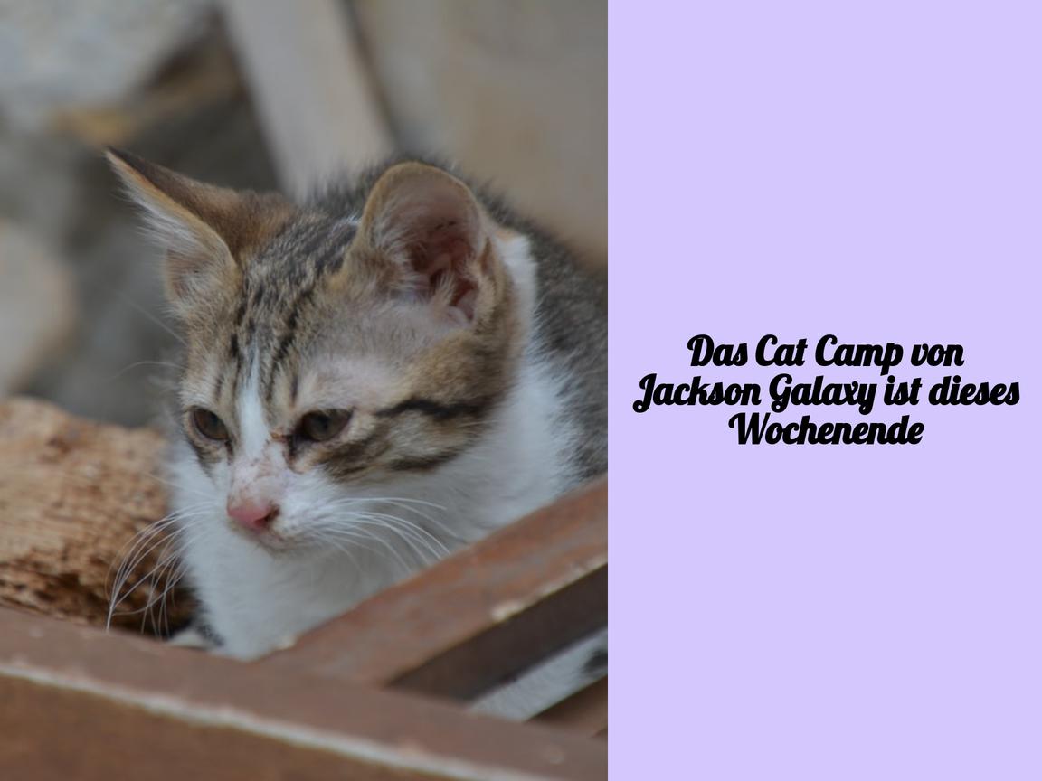 Das Cat Camp von Jackson Galaxy ist dieses Wochenende