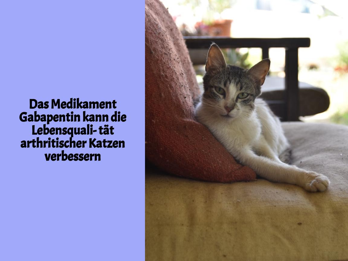 Das Medikament Gabapentin kann die Lebensqualität arthritischer Katzen verbessern