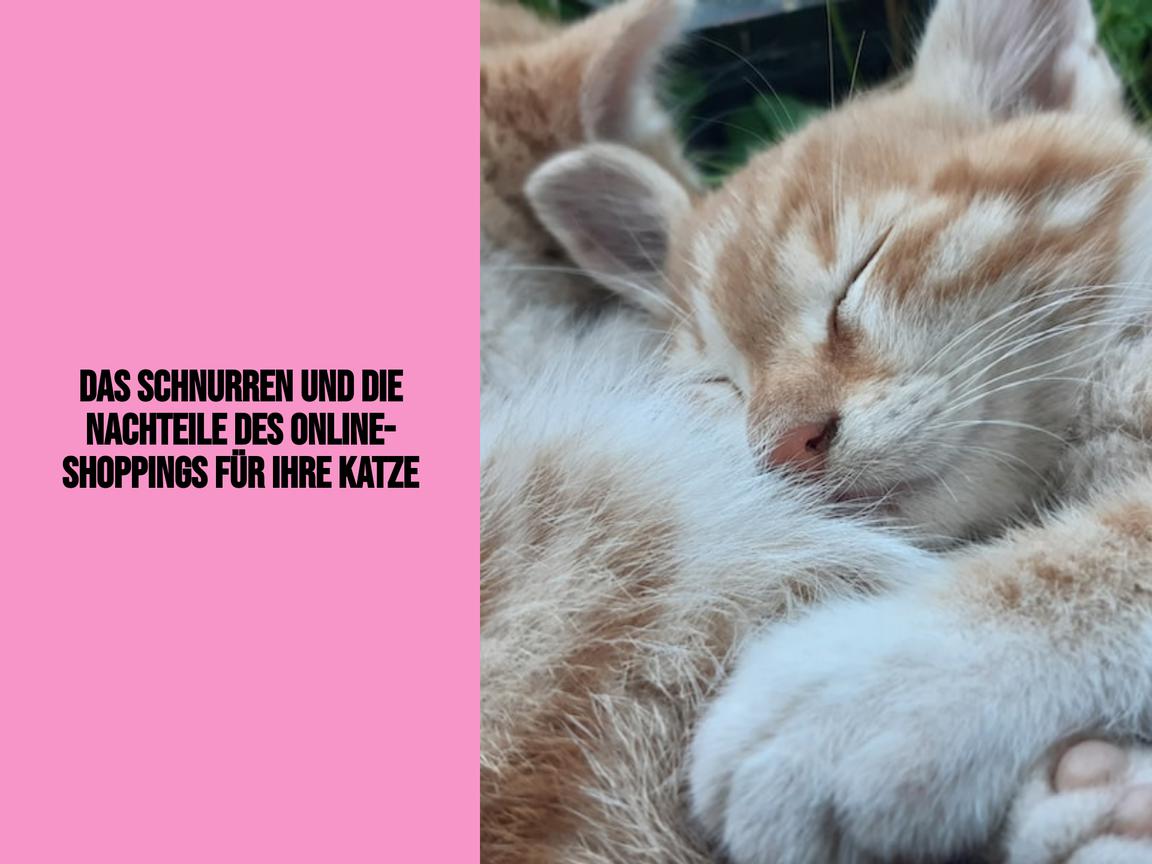 Das Schnurren und die Nachteile des Online-Shoppings für Ihre Katze