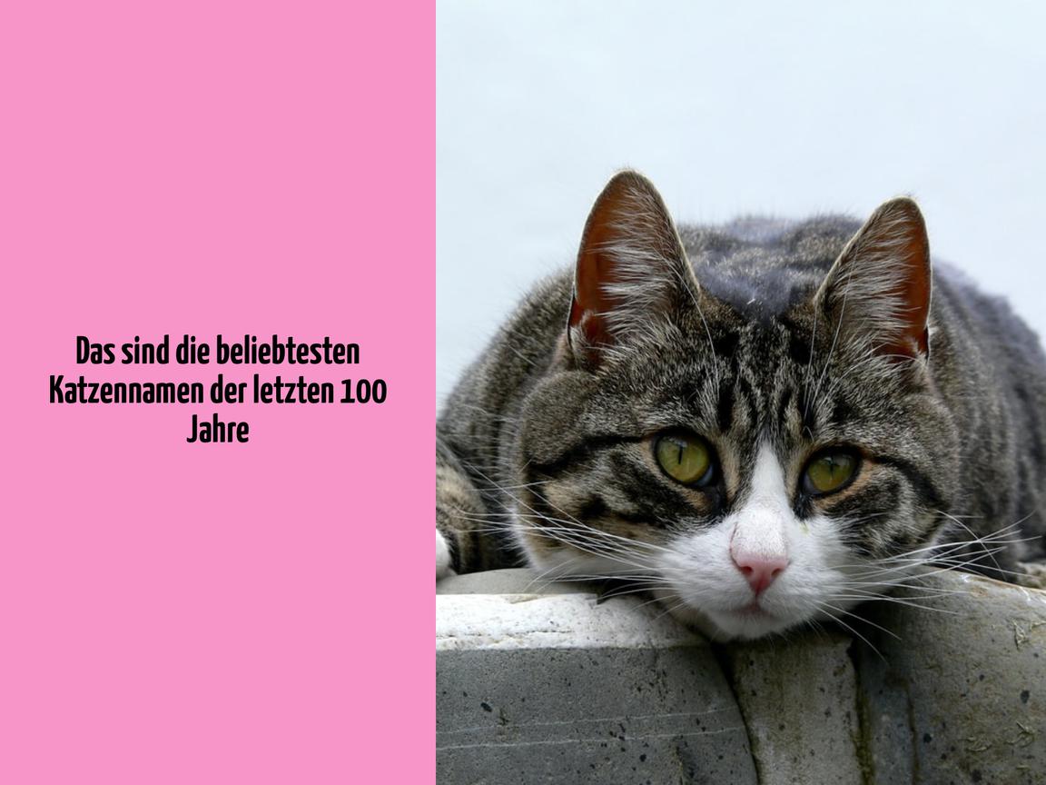 Das sind die beliebtesten Katzennamen der letzten 100 Jahre