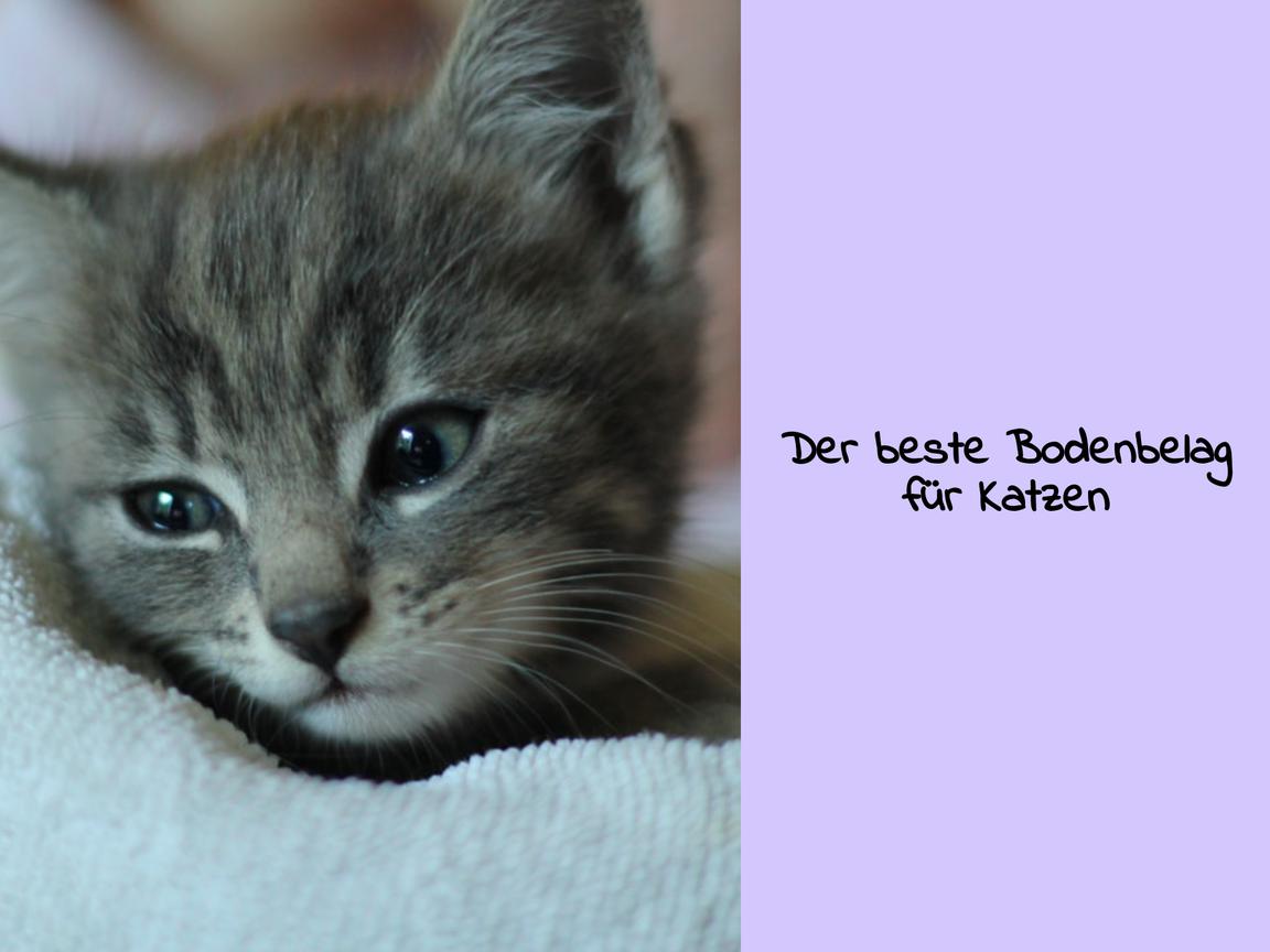 Der beste Bodenbelag für Katzen