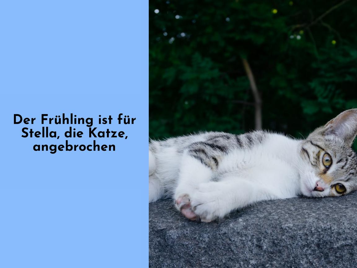 Der Frühling ist für Stella, die Katze, angebrochen