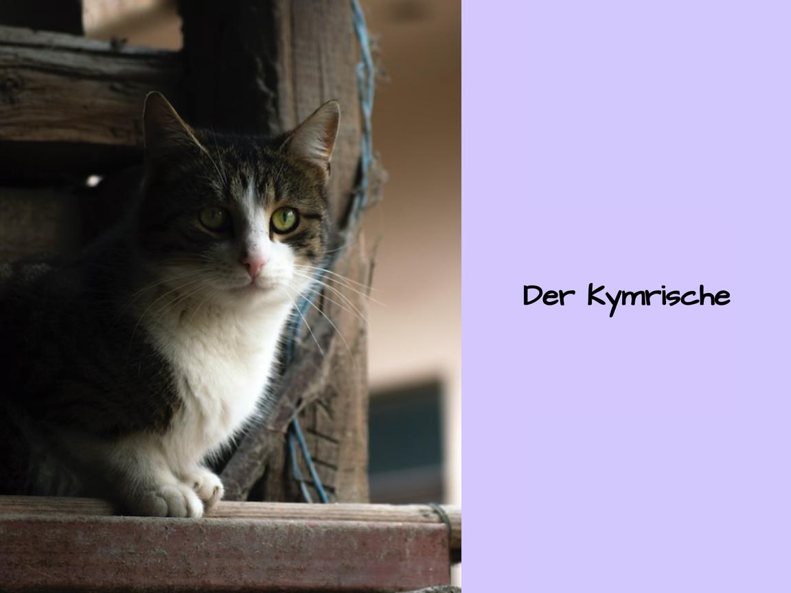 Der Kymrische