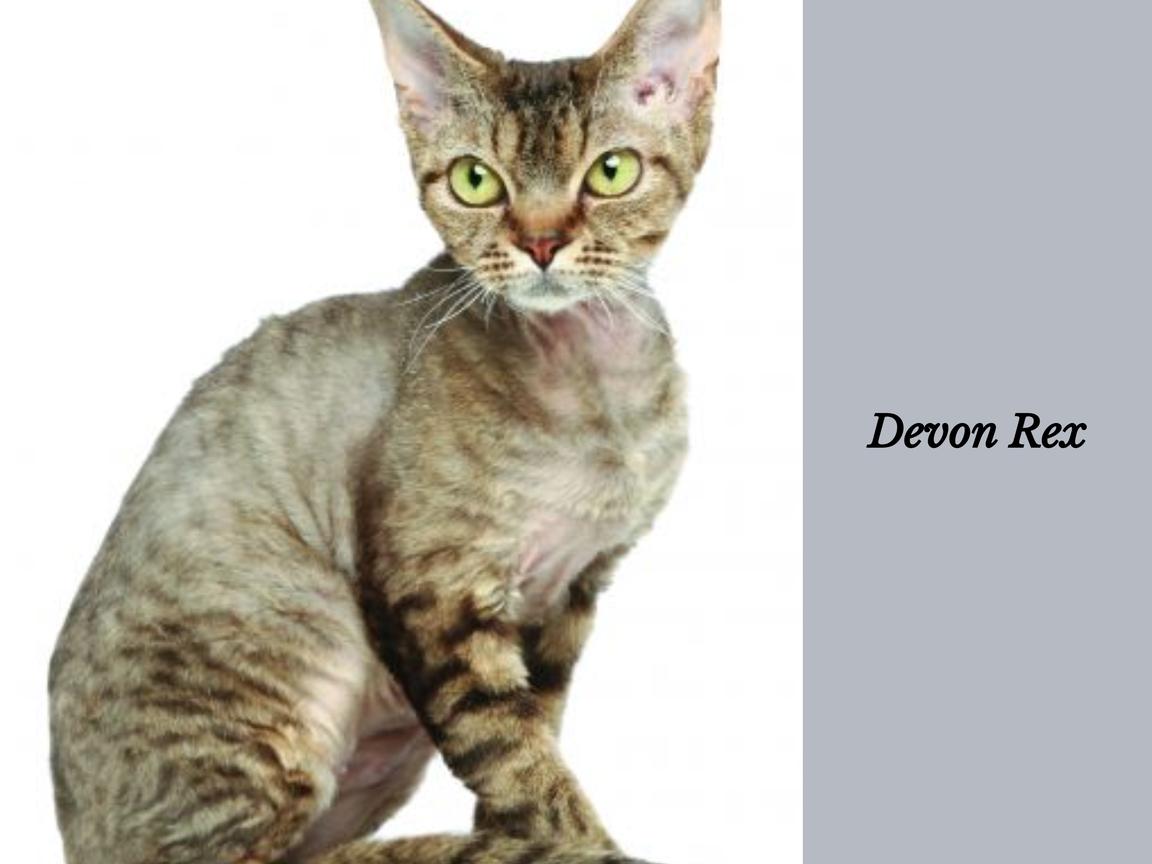 Devon Rex