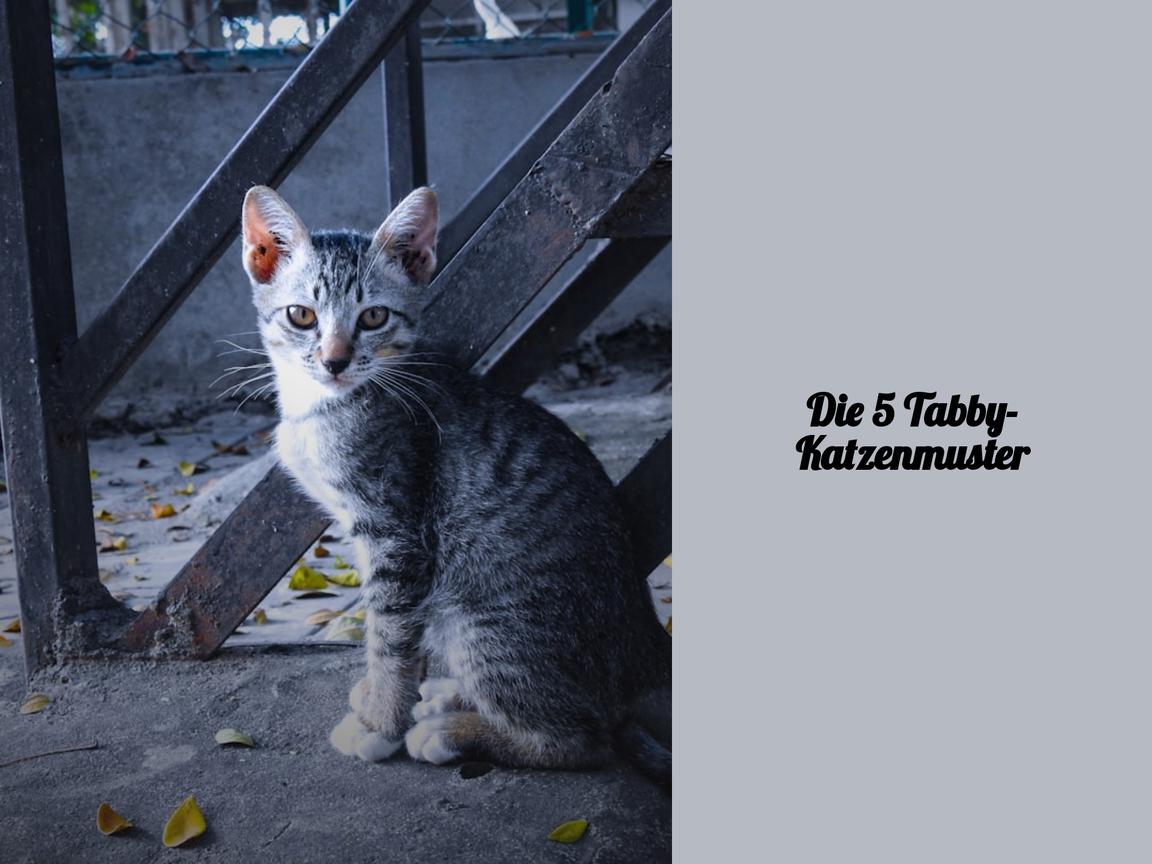 Die 5 Tabby-Katzenmuster