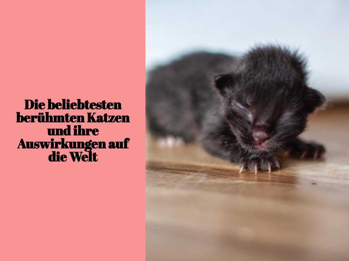 Die beliebtesten berühmten Katzen und ihre Auswirkungen auf die Welt