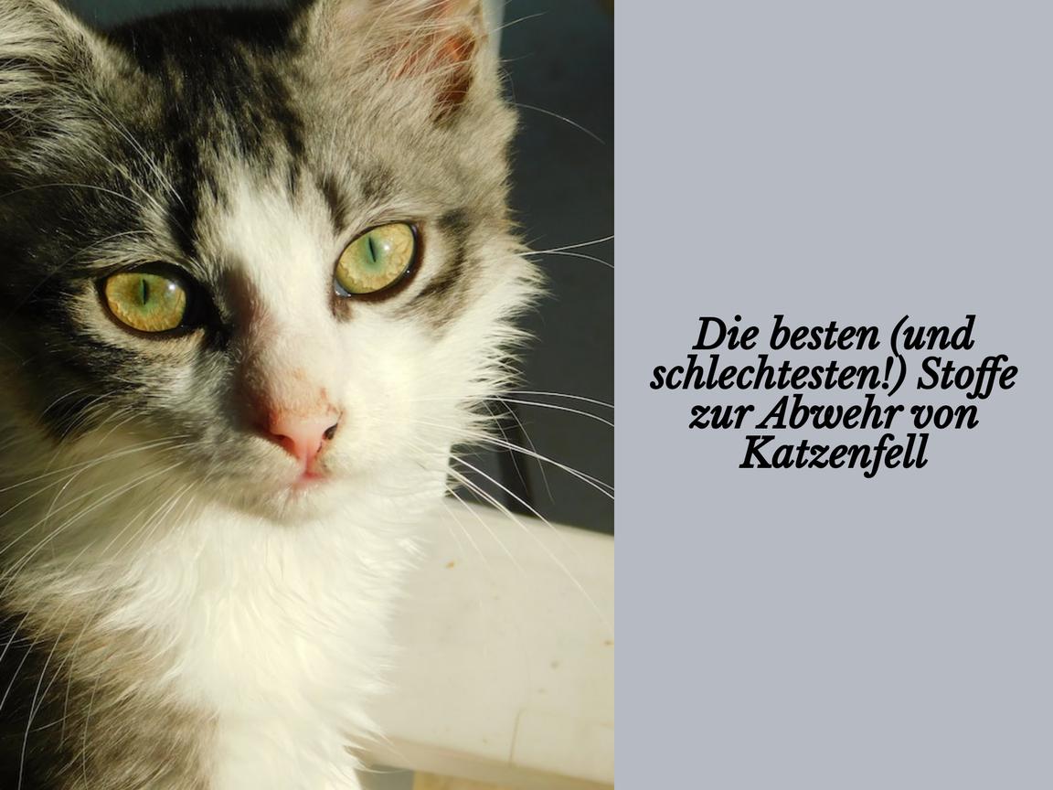 Die besten (und schlechtesten!) Stoffe zur Abwehr von Katzenfell