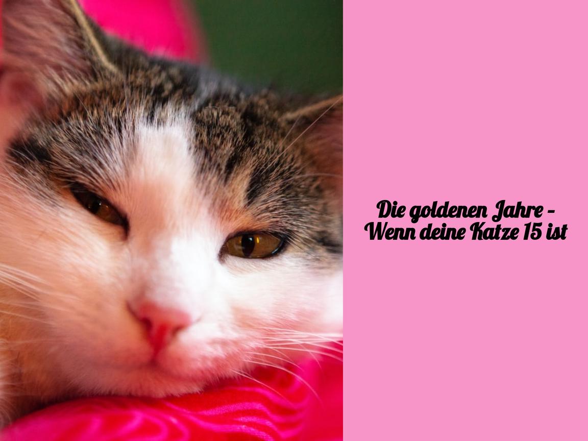 Die goldenen Jahre – Wenn deine Katze 15 ist