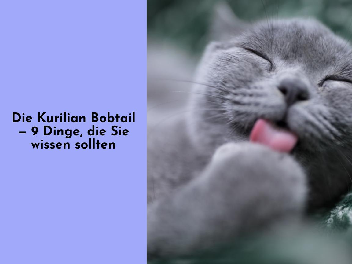 Die Kurilian Bobtail — 9 Dinge, die Sie wissen sollten