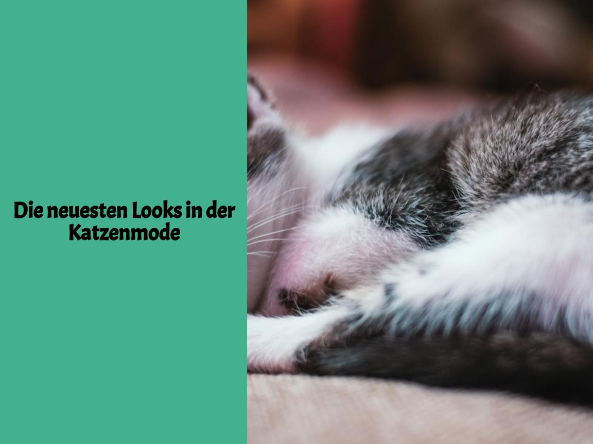 Die neuesten Looks in der Katzenmode