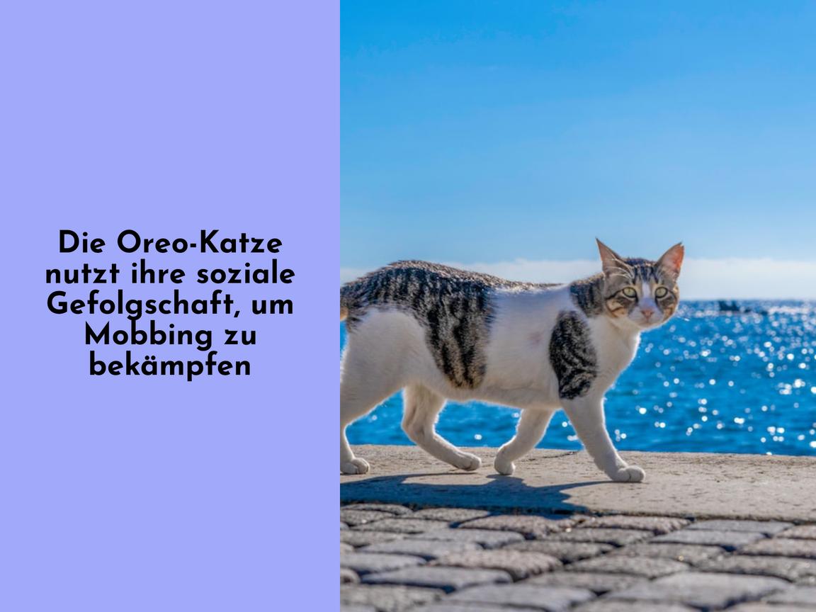 Die Oreo-Katze nutzt ihre soziale Gefolgschaft, um Mobbing zu bekämpfen