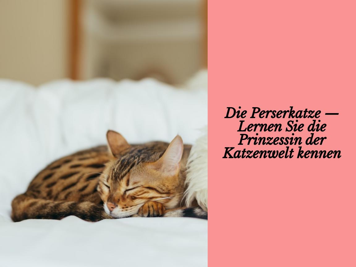 Die Perserkatze — Lernen Sie die Prinzessin der Katzenwelt kennen