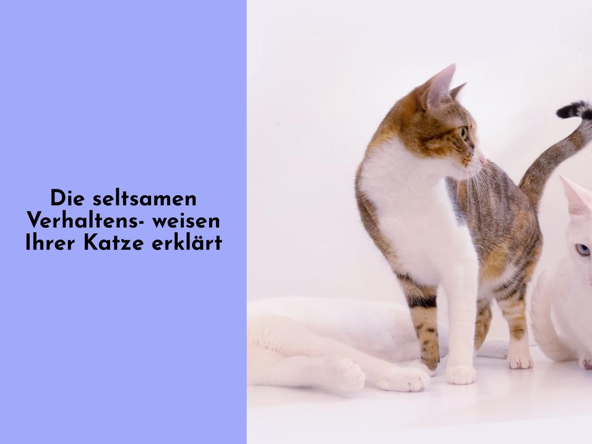 Die seltsamen Verhaltensweisen Ihrer Katze erklärt