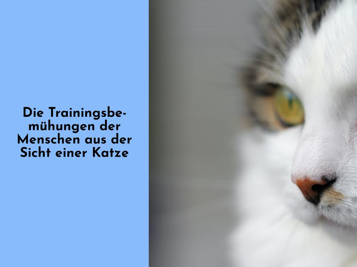 Die Trainingsbemühungen der Menschen aus der Sicht einer Katze