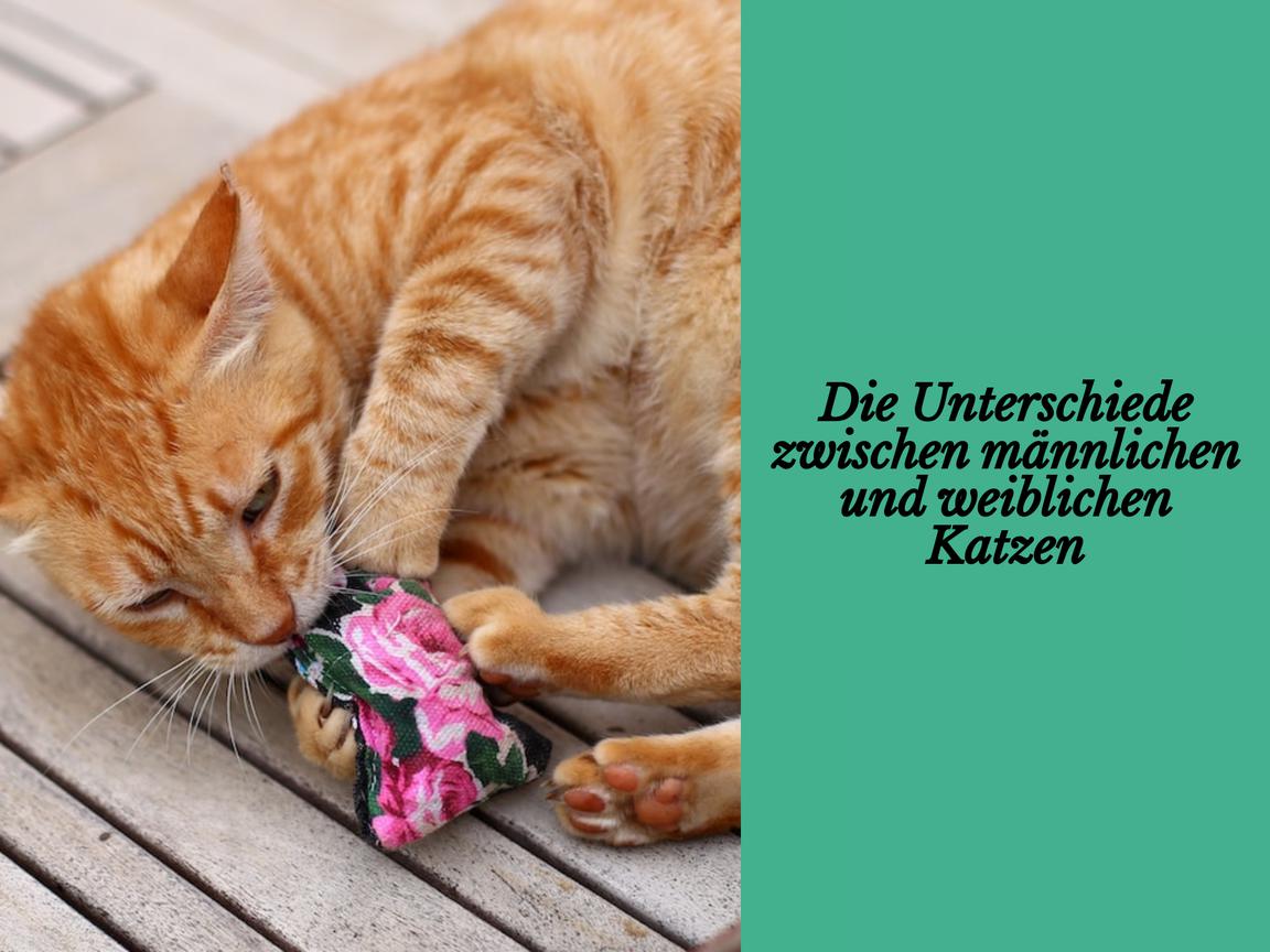 Die Unterschiede zwischen männlichen und weiblichen Katzen