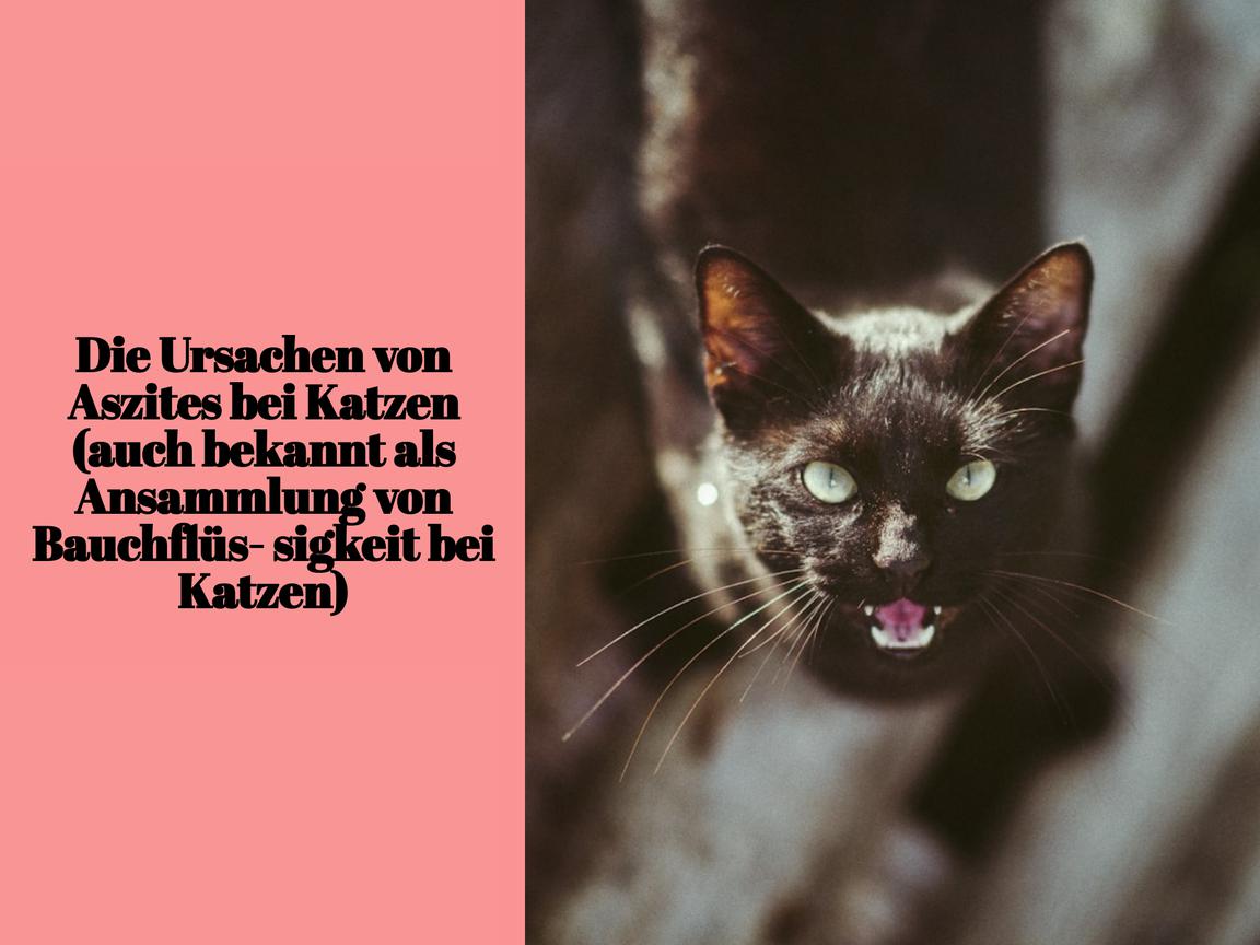 Die Ursachen von Aszites bei Katzen (auch bekannt als Ansammlung von Bauchflüssigkeit bei Katzen)