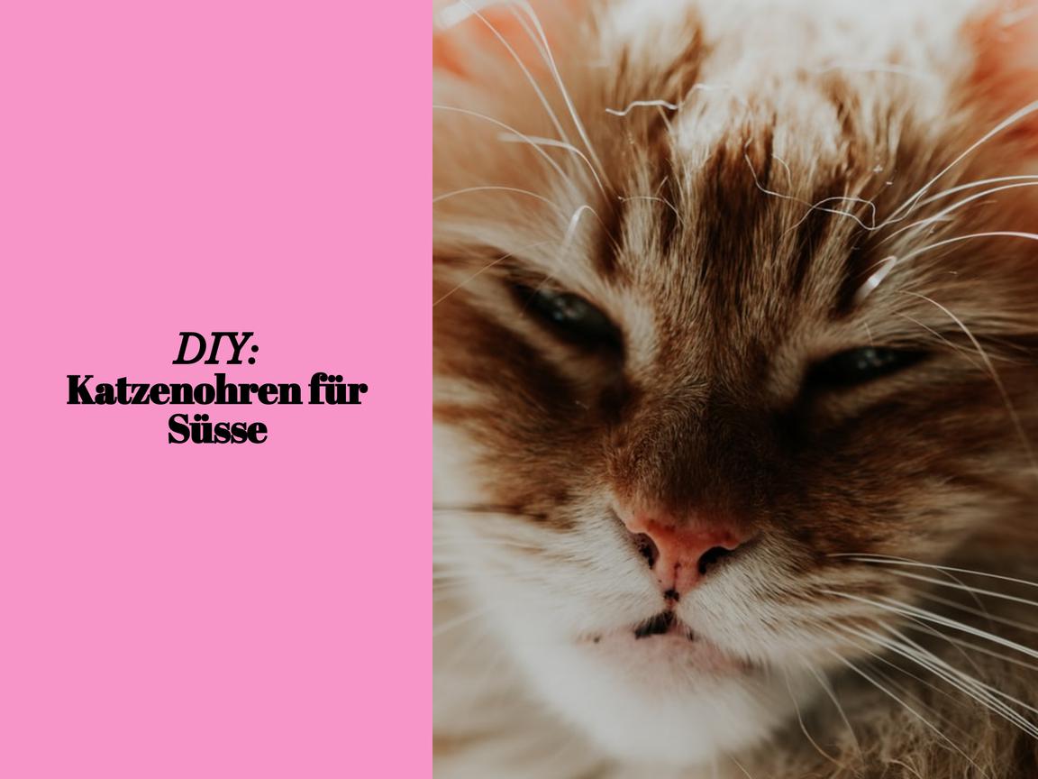 DIY: Katzenohren für Süsse