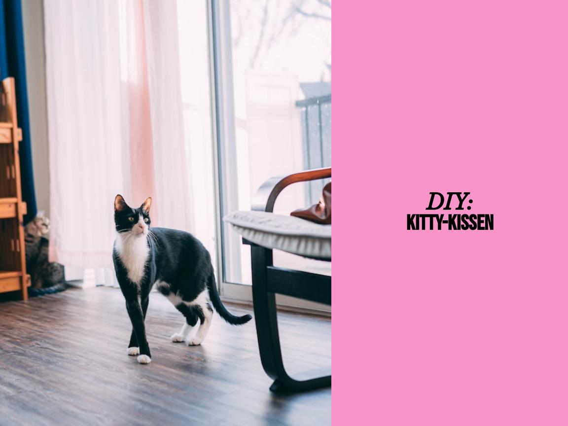 DIY: Kitty-Kissen