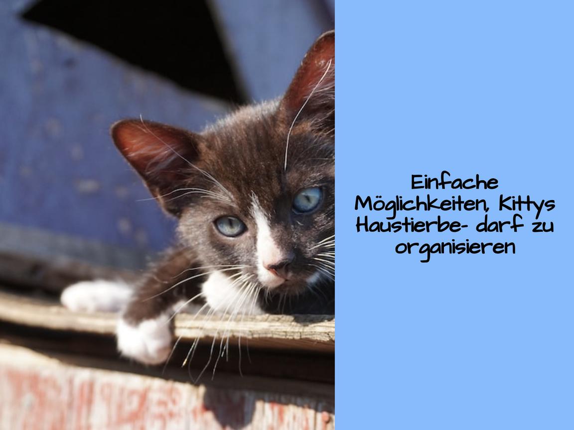 Einfache Möglichkeiten, Kittys Haustierbedarf zu organisieren