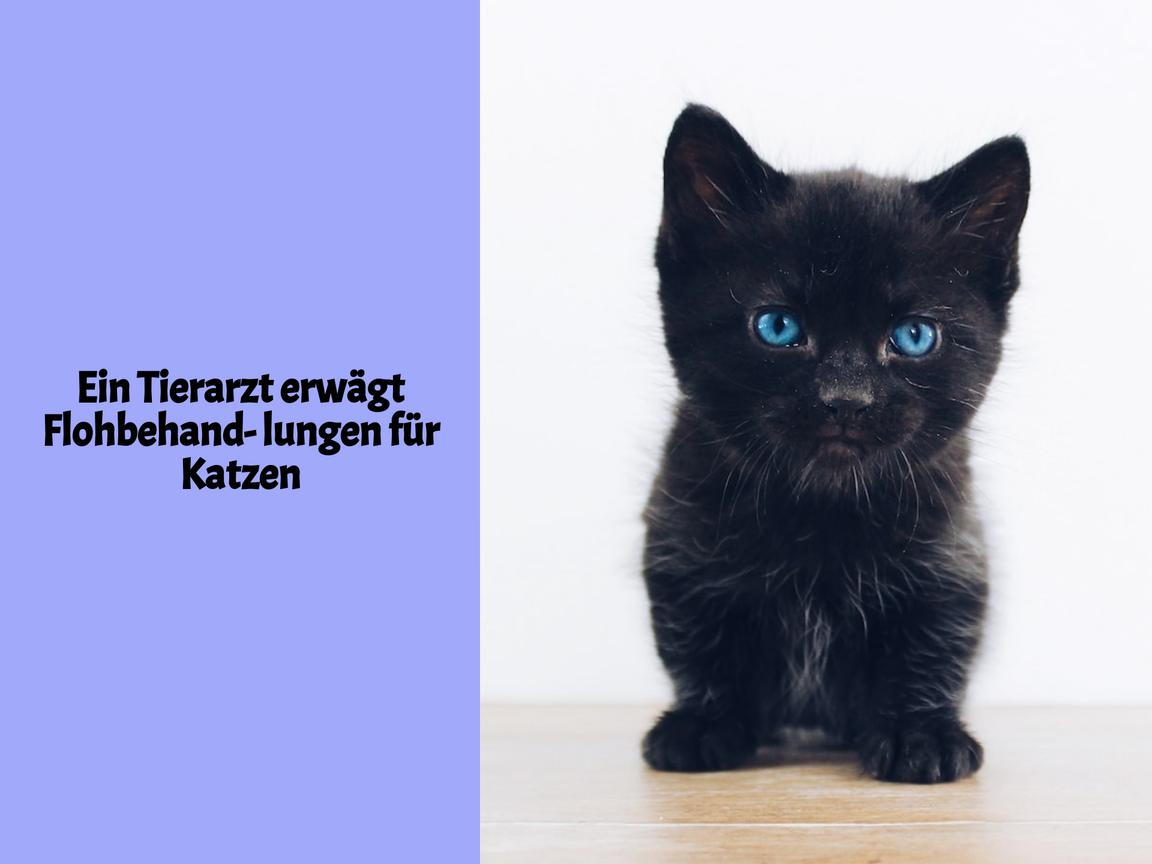 Ein Tierarzt erwägt Flohbehandlungen für Katzen