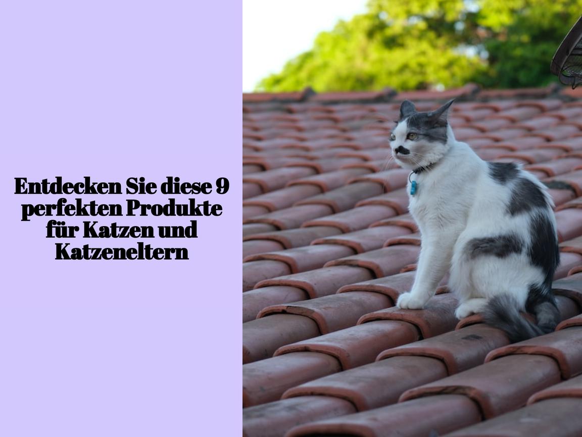 Entdecken Sie diese 9 perfekten Produkte für Katzen und Katzeneltern