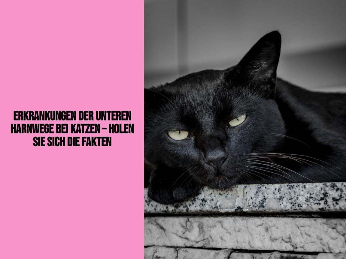 Erkrankungen der unteren Harnwege bei Katzen – Holen Sie sich die Fakten