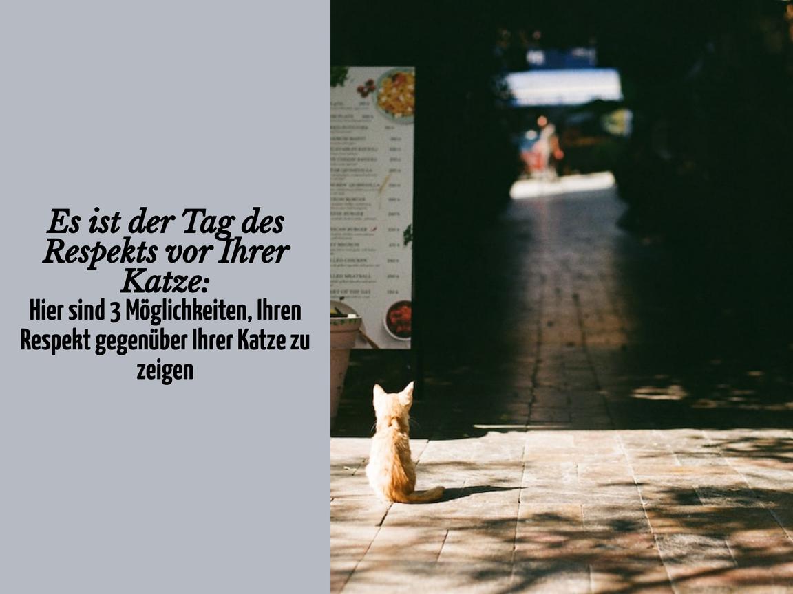 Es ist der Tag des Respekts vor Ihrer Katze: Hier sind 3 Möglichkeiten, Ihren Respekt gegenüber Ihrer Katze zu zeigen