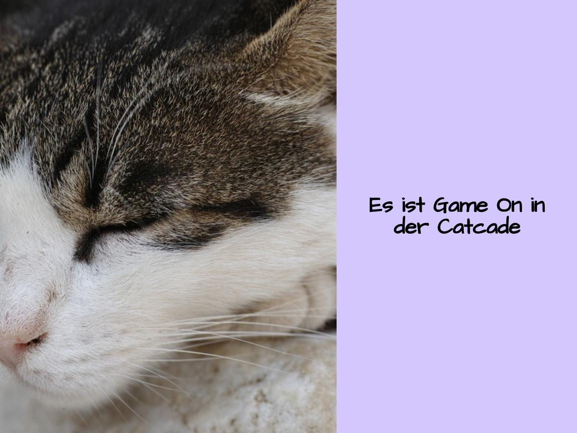 Es ist Game On in der Catcade