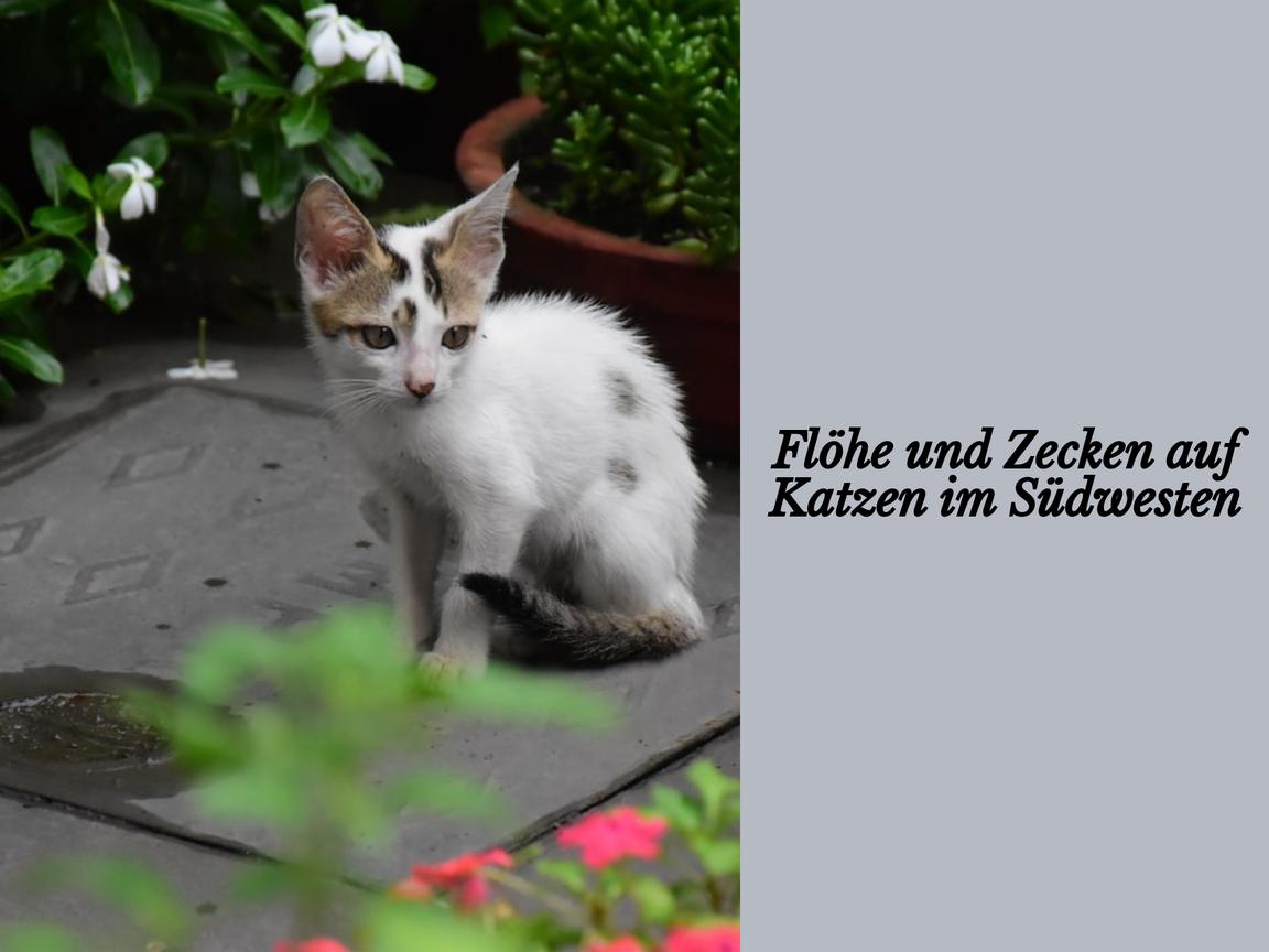 Flöhe und Zecken auf Katzen im Südwesten