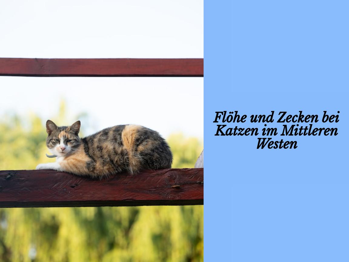 Flöhe und Zecken bei Katzen im Mittleren Westen